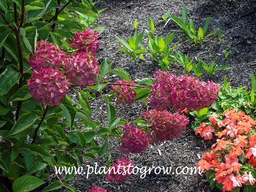 Berry White Hydrangea (Hydrangea paniculata) 
late August